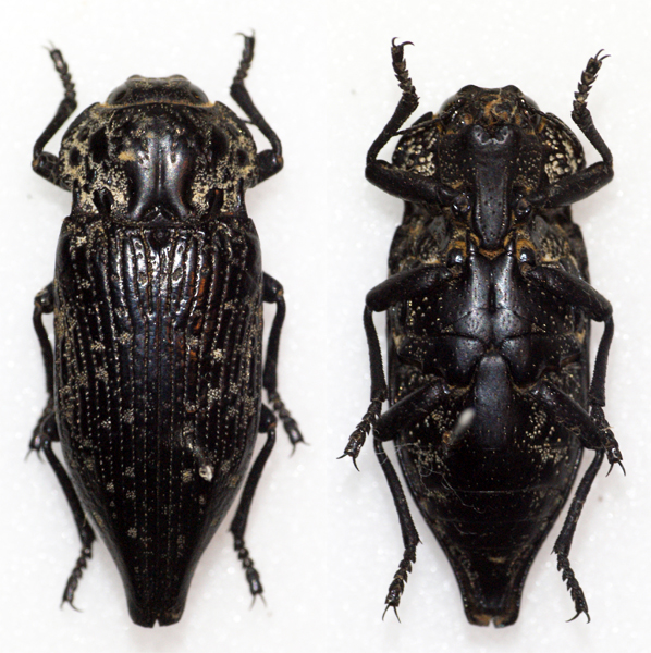 two black bugs on a white background