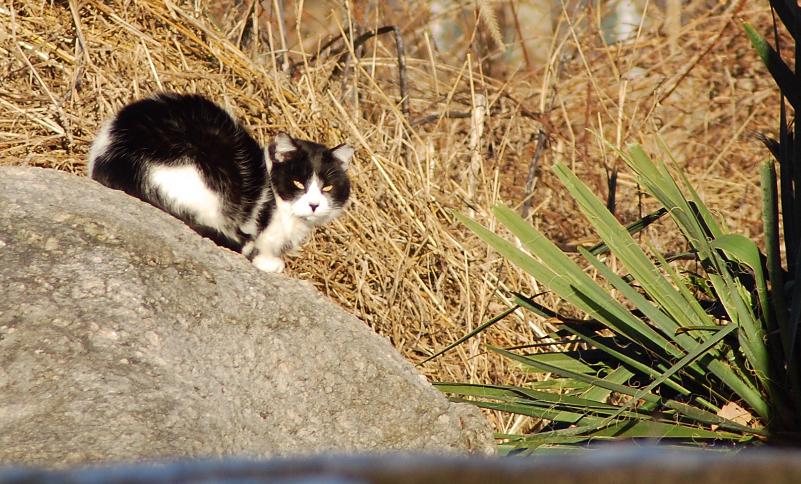 a black and white cat walking on a rock by bushes