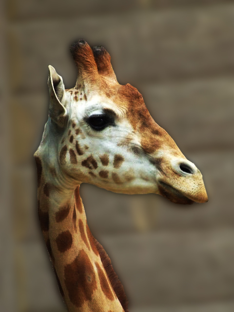 the giraffe has brown spots on its head