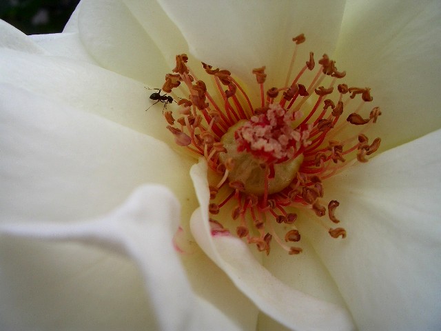 closeup of the center of a white flower
