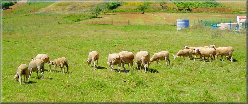 a flock of sheep on grass in an outdoor field