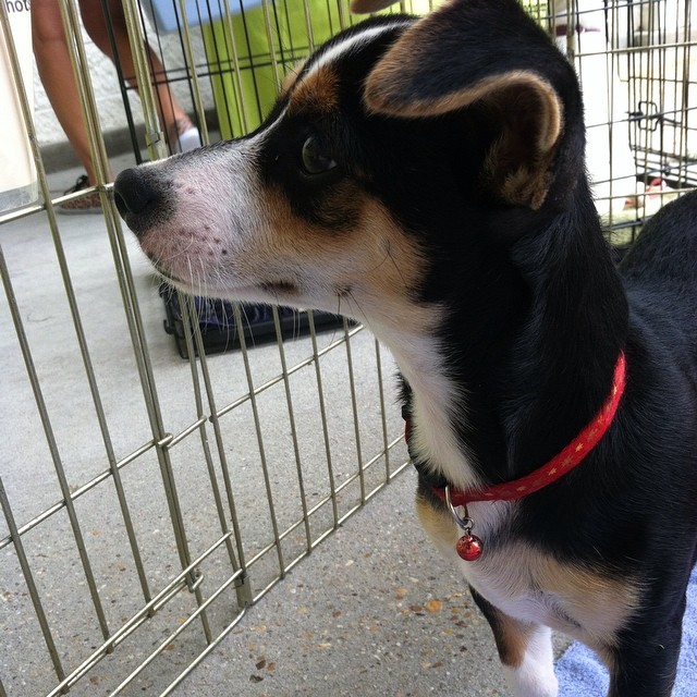 a dog standing in a cage while looking up