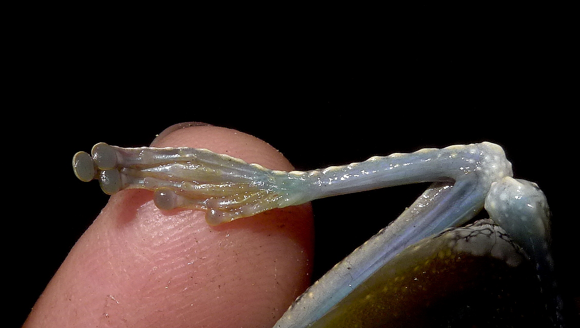 a tiny white slug is on someone's finger