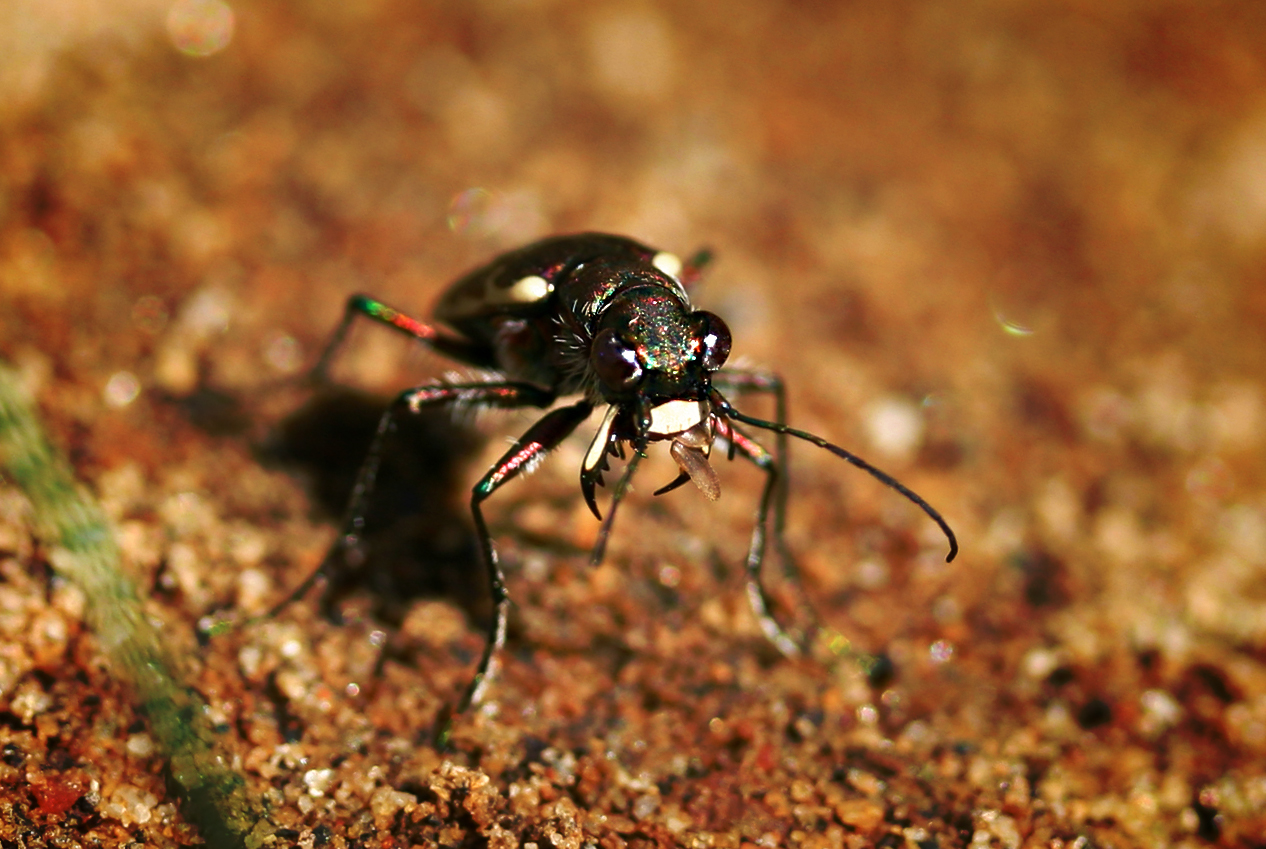 a black insect with long antennas crawling on the ground