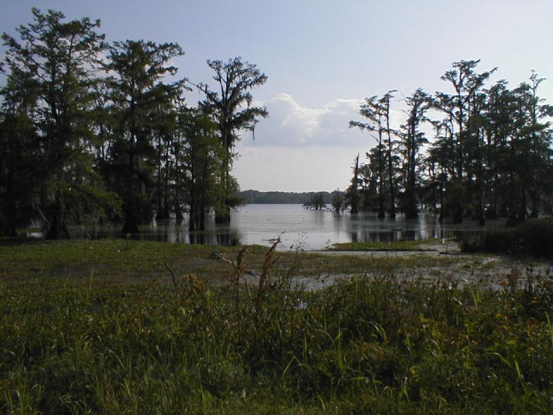 there are trees that have fallen over in the water