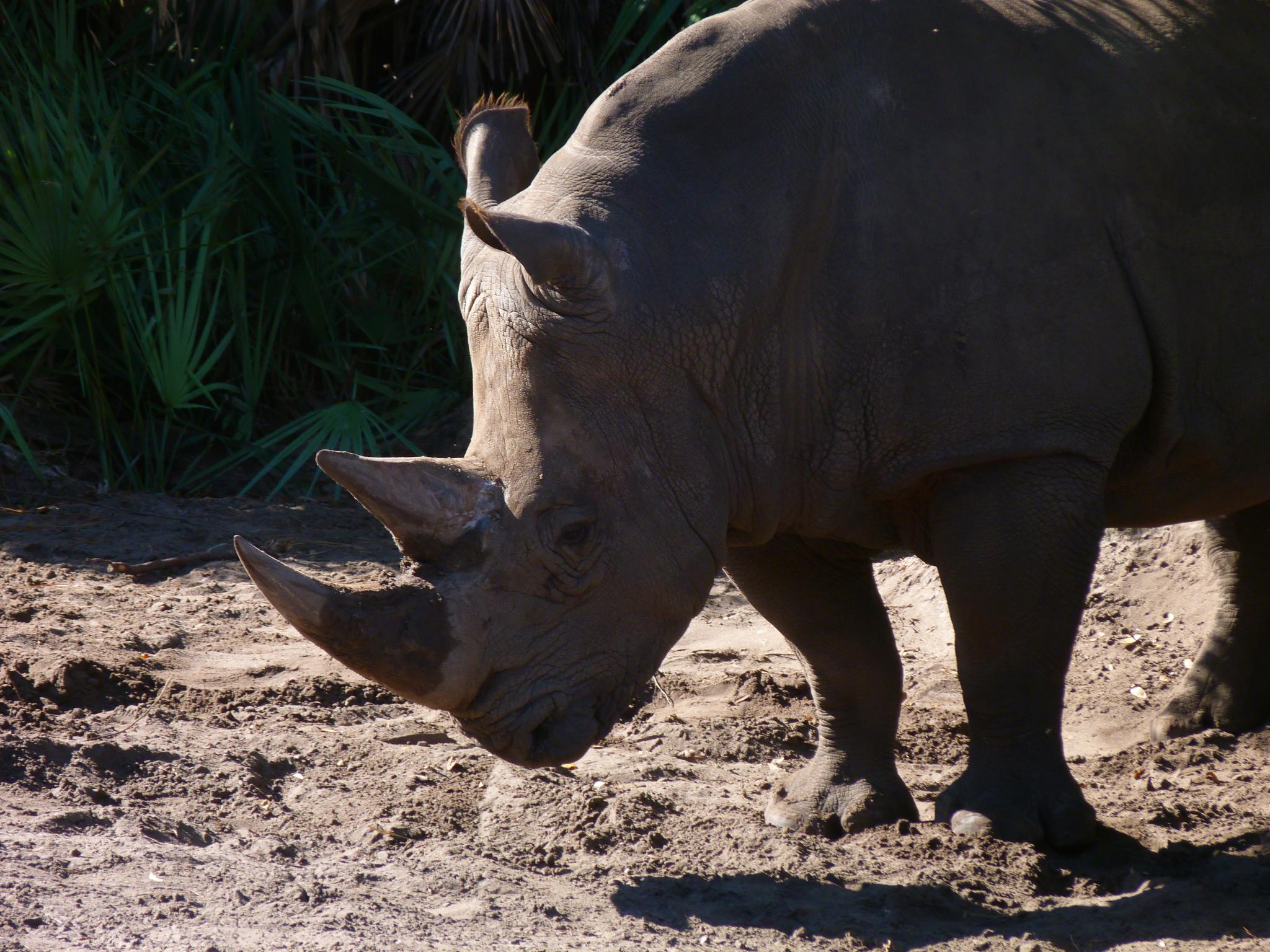 an adult rhino grazing in the dirt on a sunny day