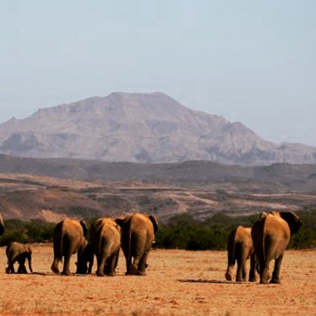 a group of elephants standing together in a field