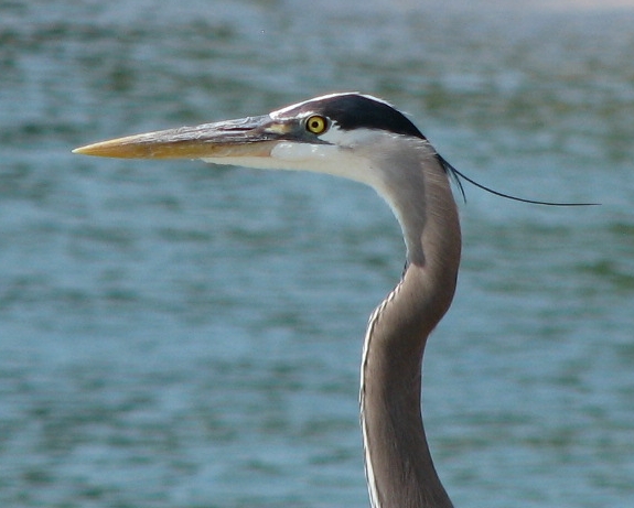 the head and neck of a grey crane near water