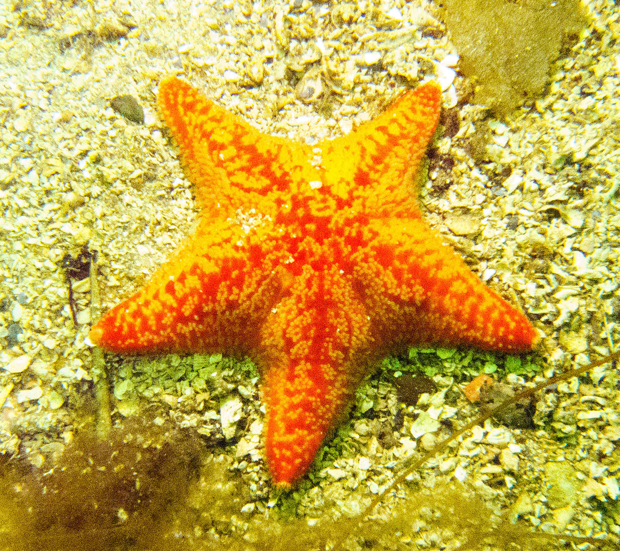 a starfish that is sitting on the ground
