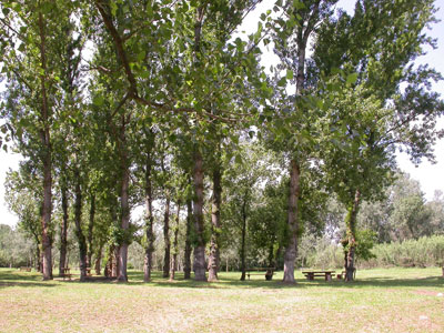 a picnic table under some trees in a field