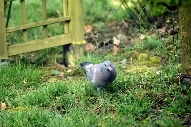 a gray and white bird in grass next to a bench
