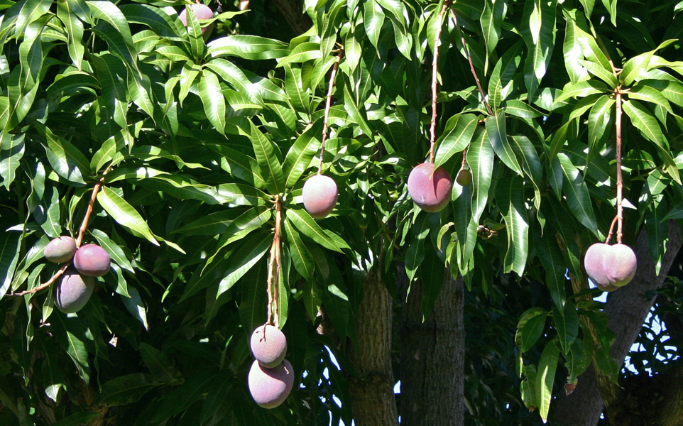 several unripe peaches hang from trees that have fruit hanging from them