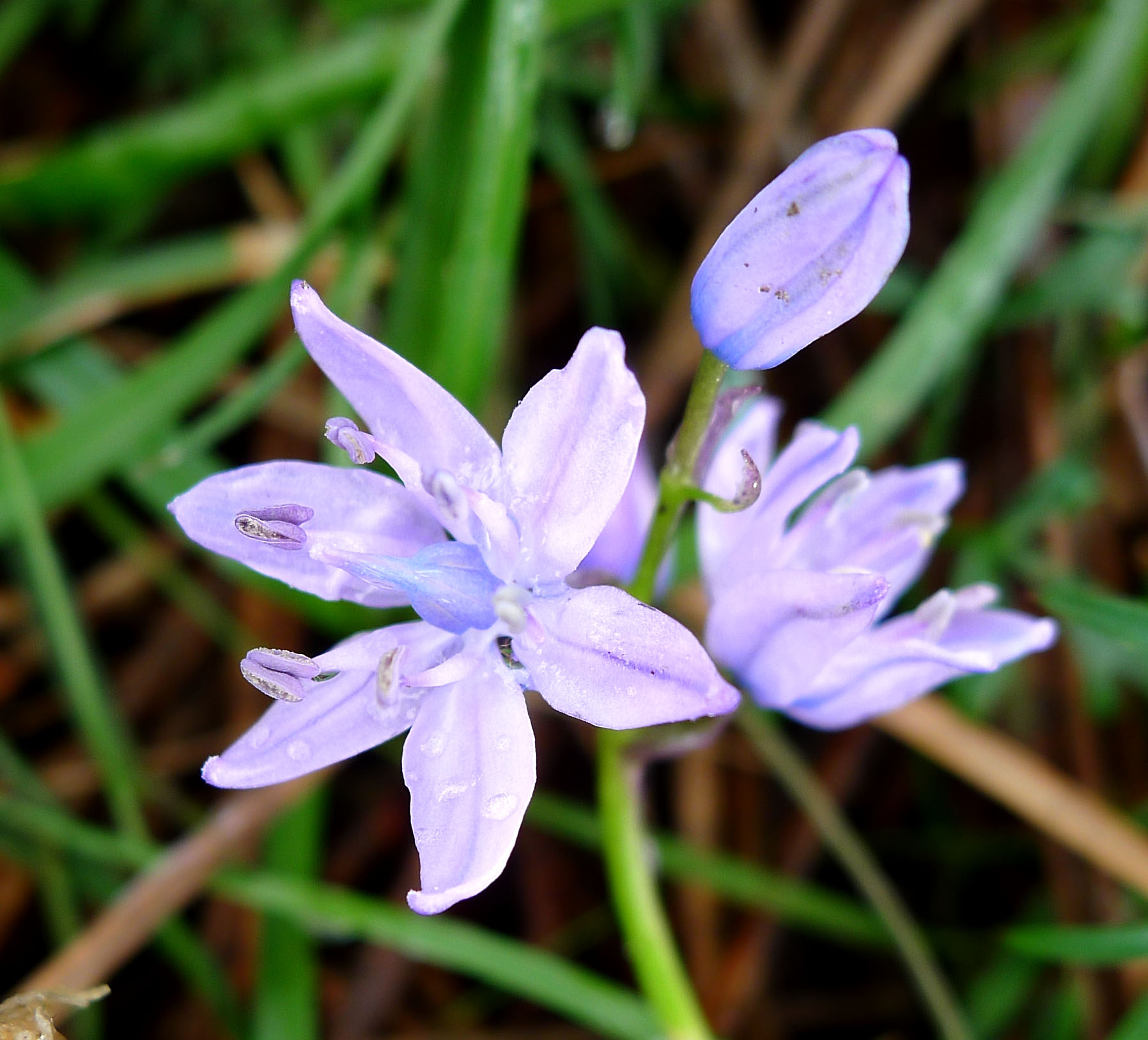 there are small purple flowers that appear to be growing on the grass