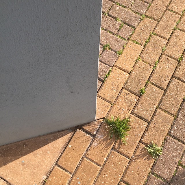 a small patch of grass that is by a wall