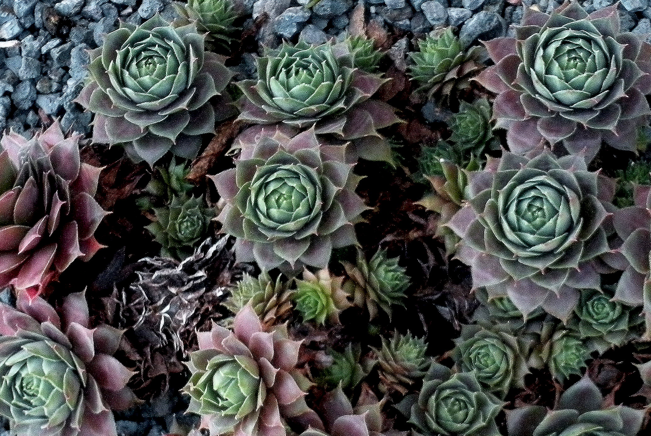 many succulents are growing on the rock together