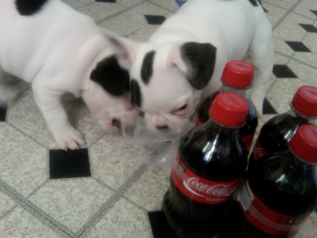 two puppies play with bottle of soda on the floor