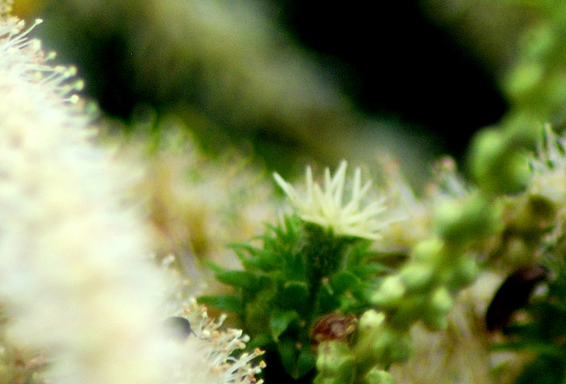 small flower is shown in the foreground of this image