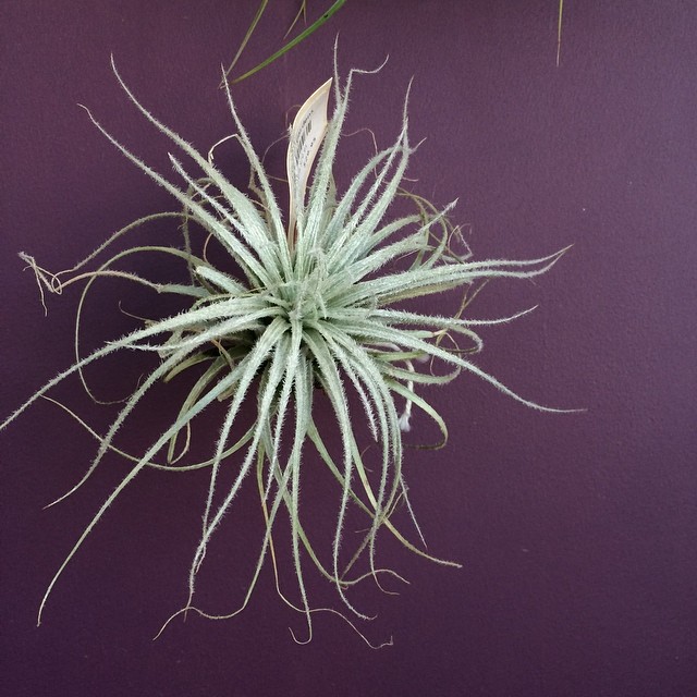 a very pretty plant on a purple wall