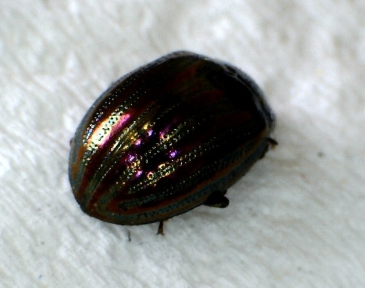 a shiny colored bug laying on a sheet
