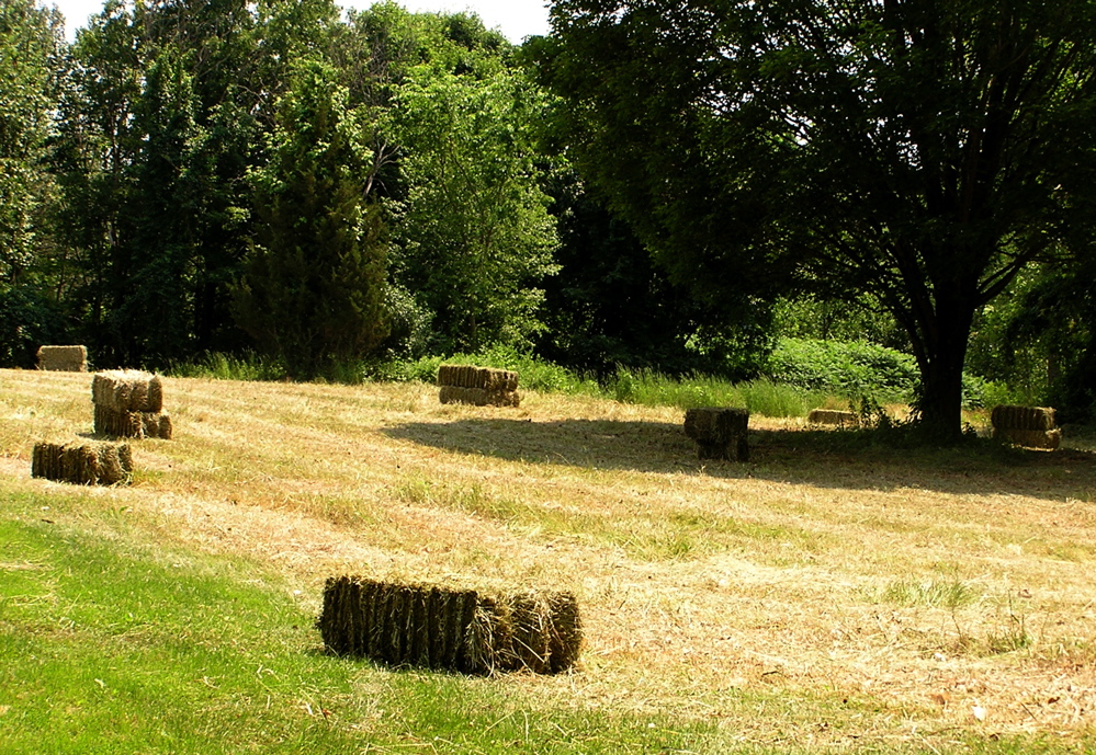 a grassy field is filled with hay bales in front of trees