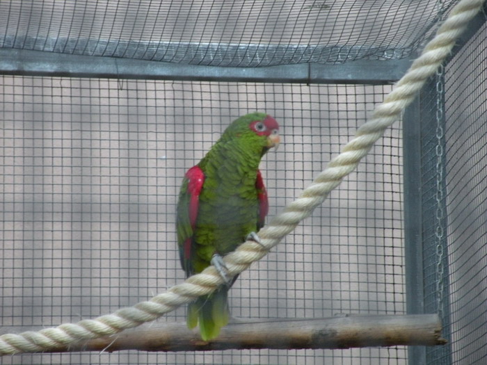 green and red parrot sitting on a rope in an enclosure
