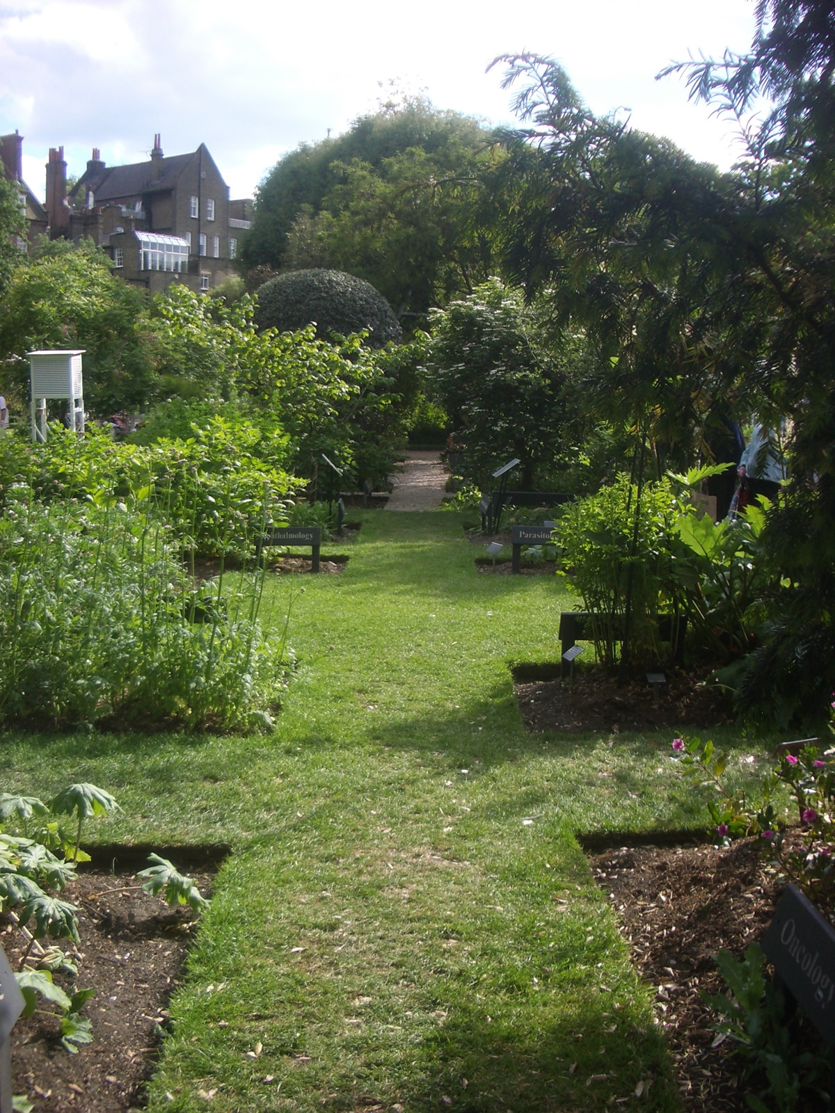 green lawn in residential area with plants and trees