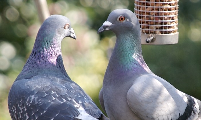 two grey and white pigeons look into each other's eyes