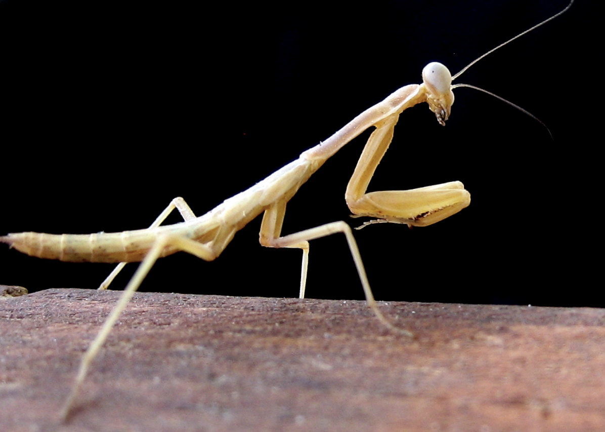 an adult praying mantissa on a rock