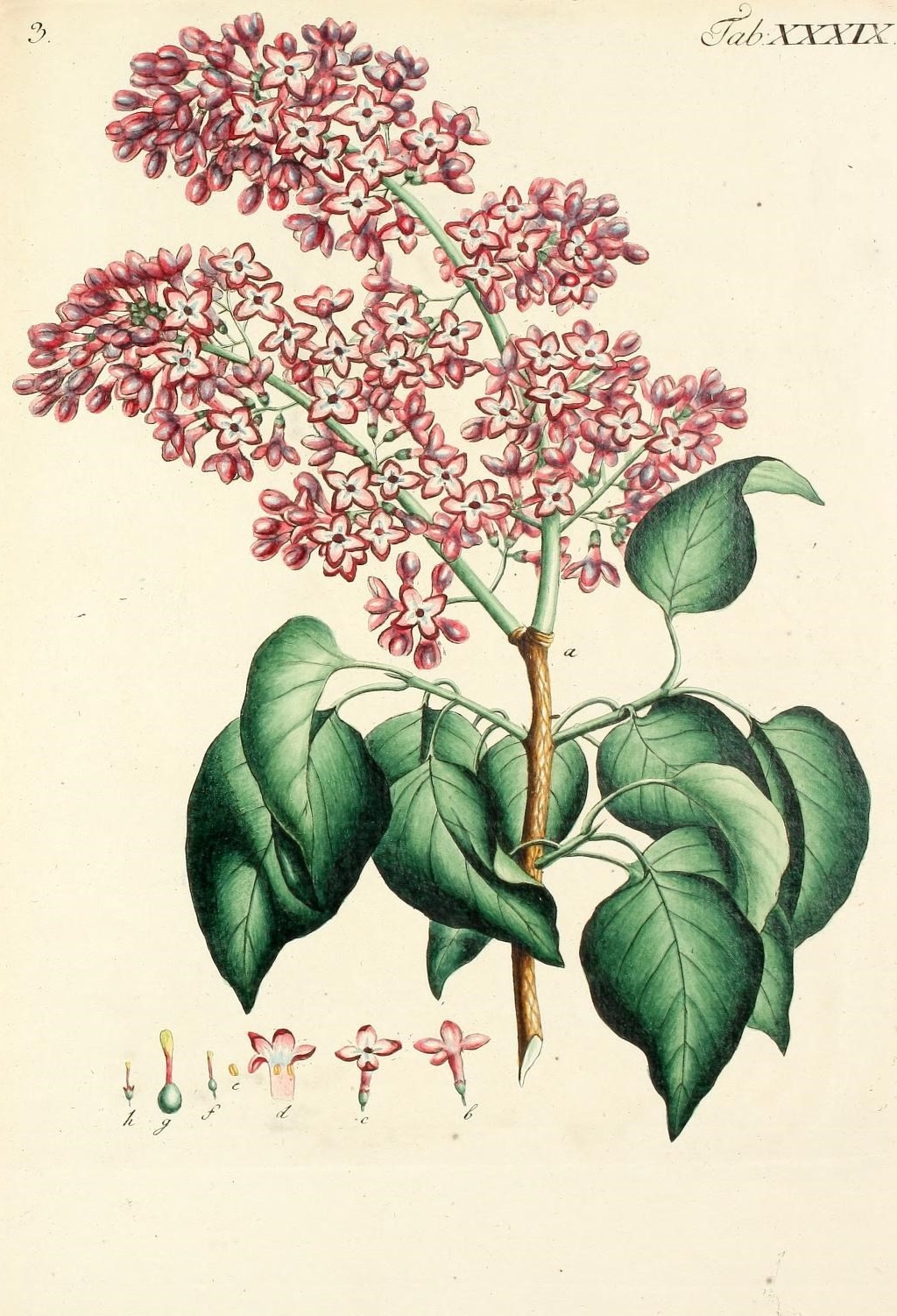 a drawing of a plant with red flowers