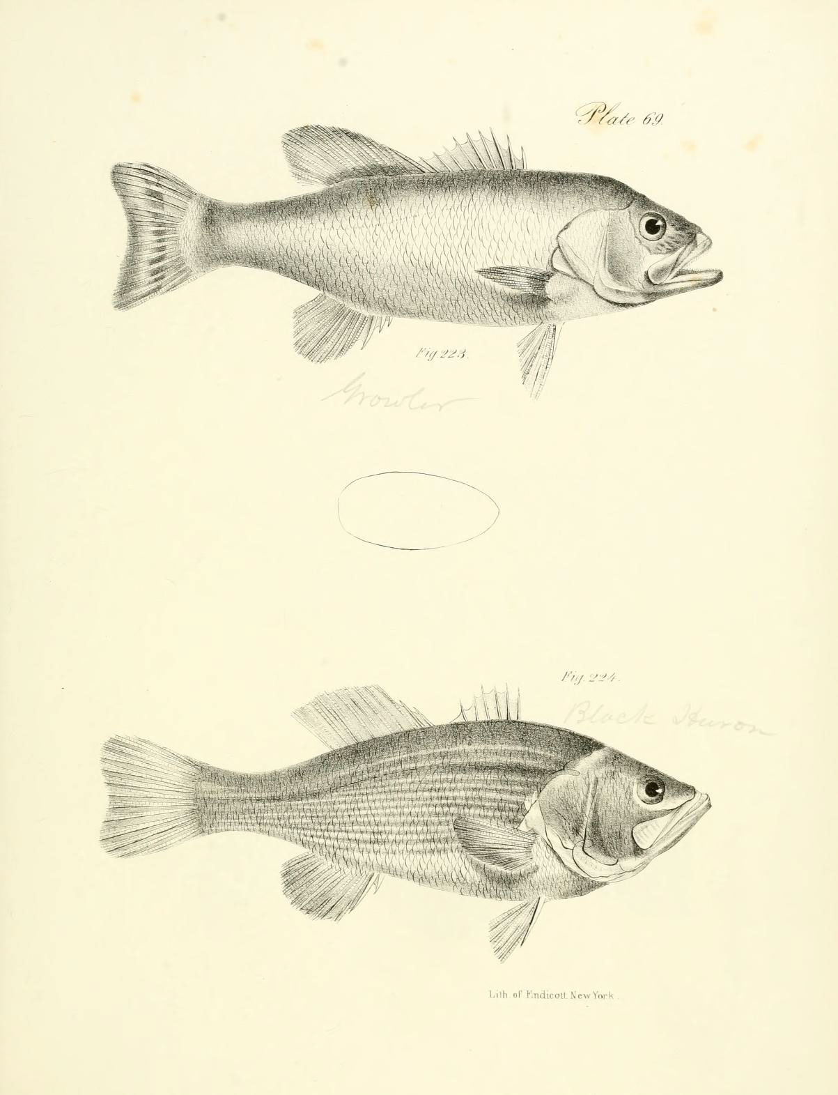 an image of fish in two different views