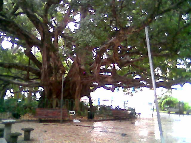 an empty park next to the road with a tree