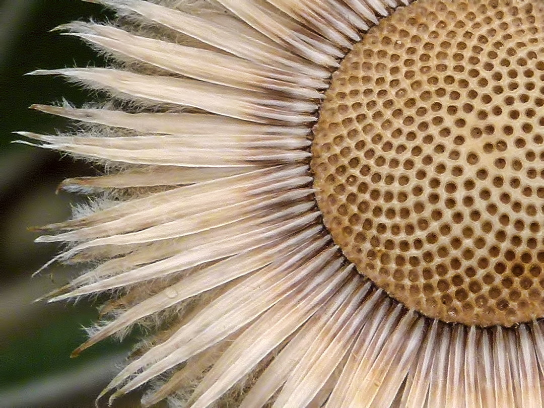 the center of a large yellow flower with very long white flowers