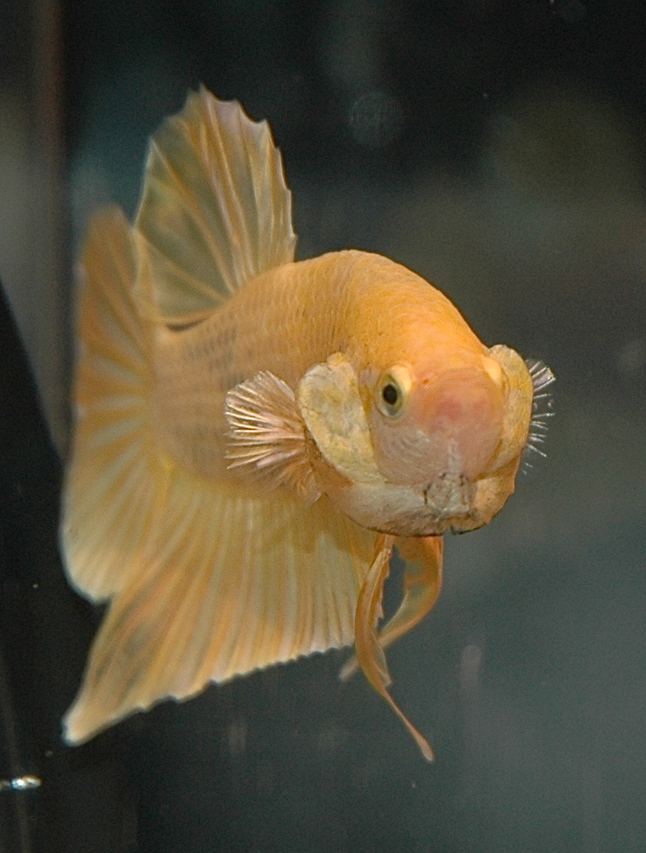 a yellow fish is in an aquarium on a dark background