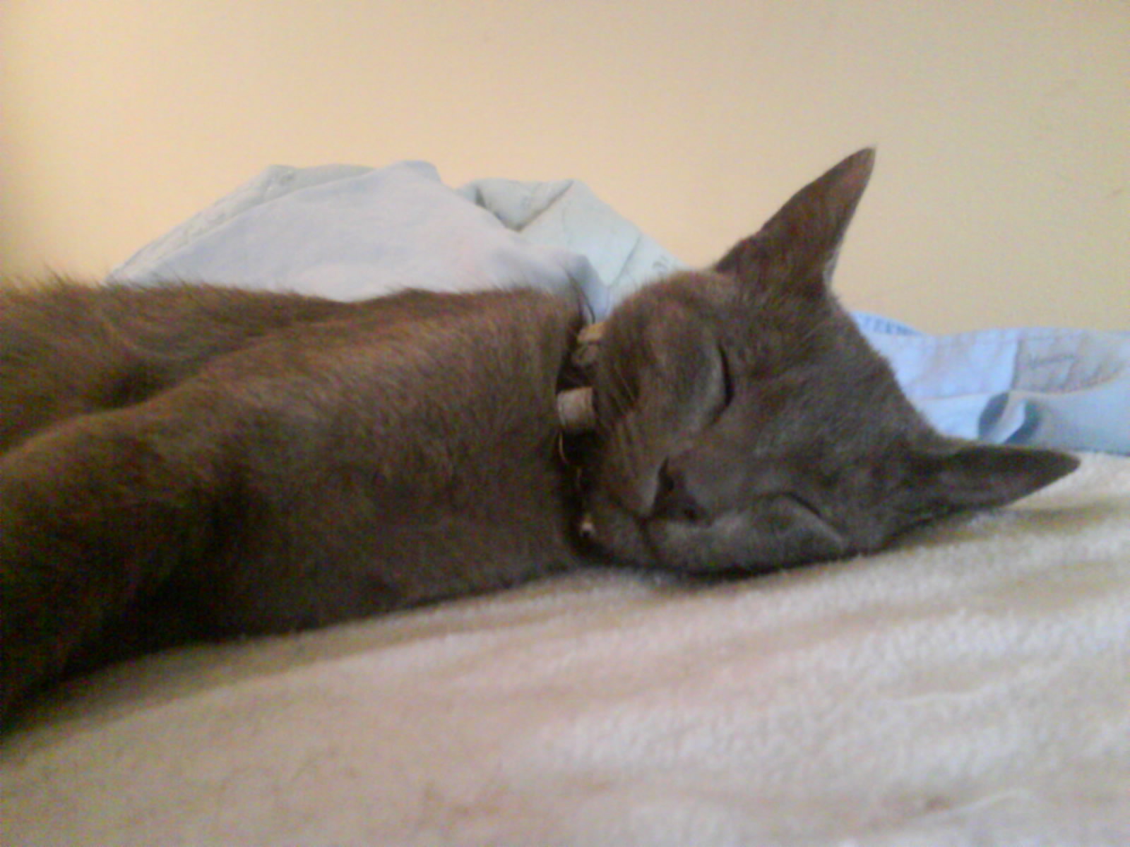 a black cat lying on top of a bed