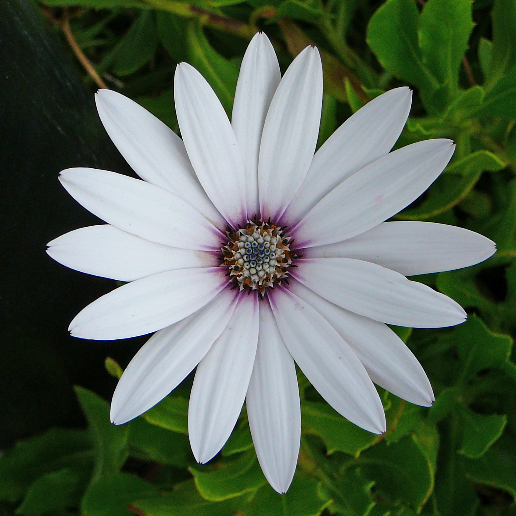 a flower with very large petals near green leaves