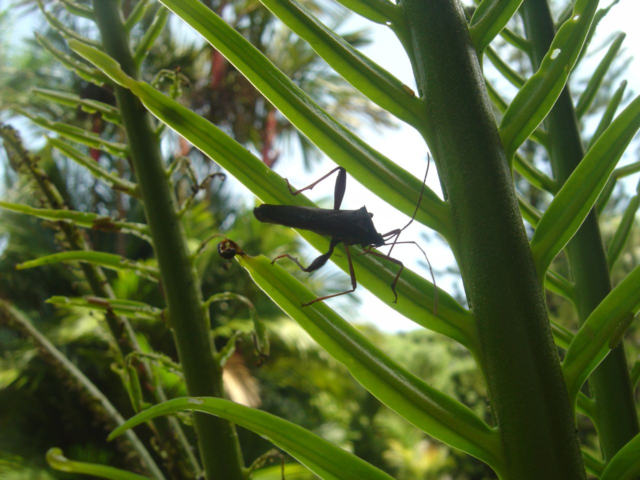 the large bug is standing on a leafy plant