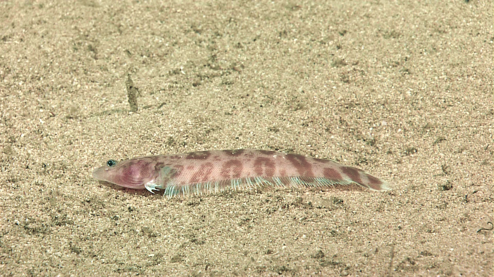 a small piece of cake that is laying in the sand