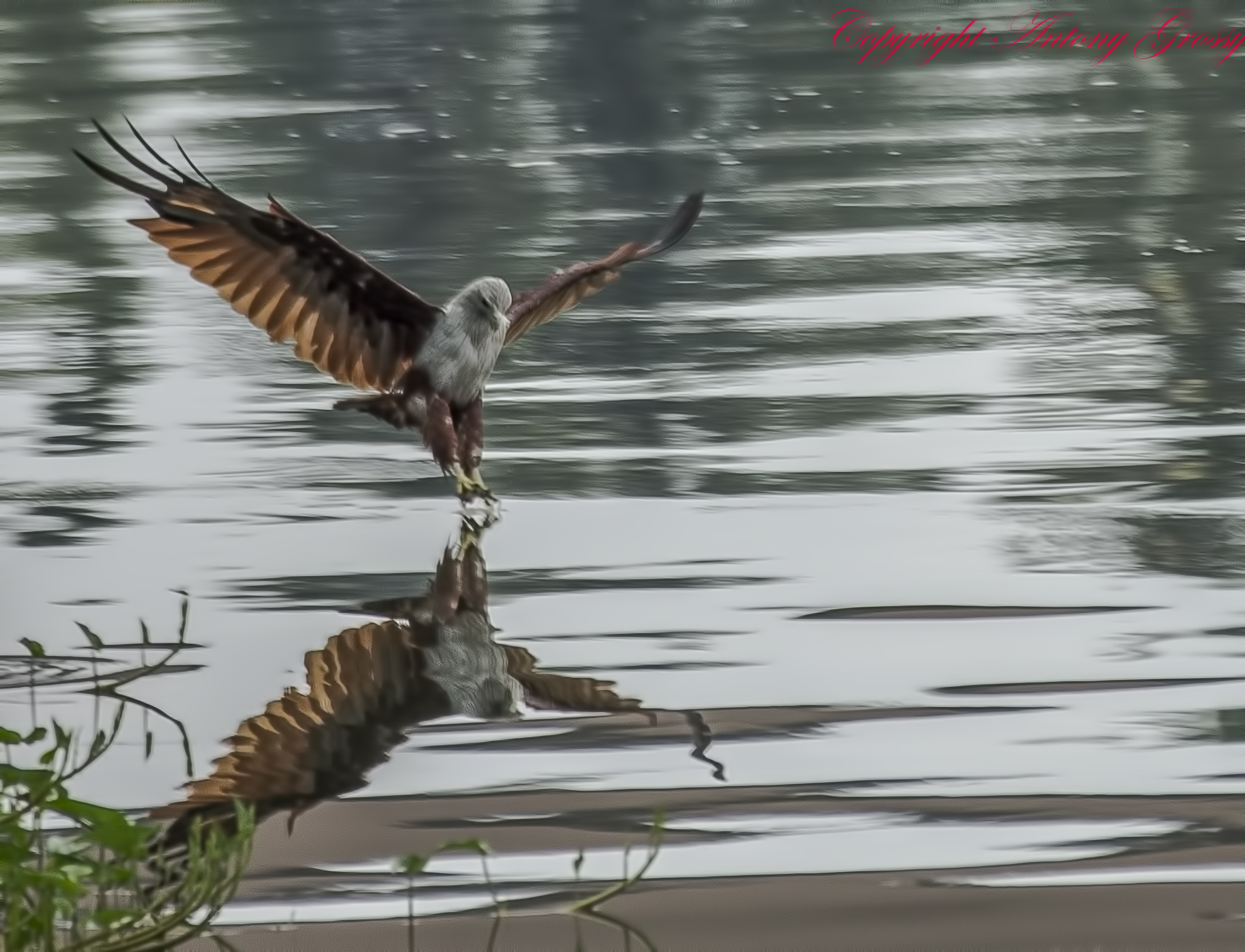 an ostrich flies through the air with its reflection