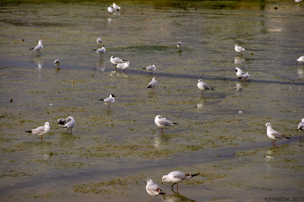 white birds are standing in a muddy area