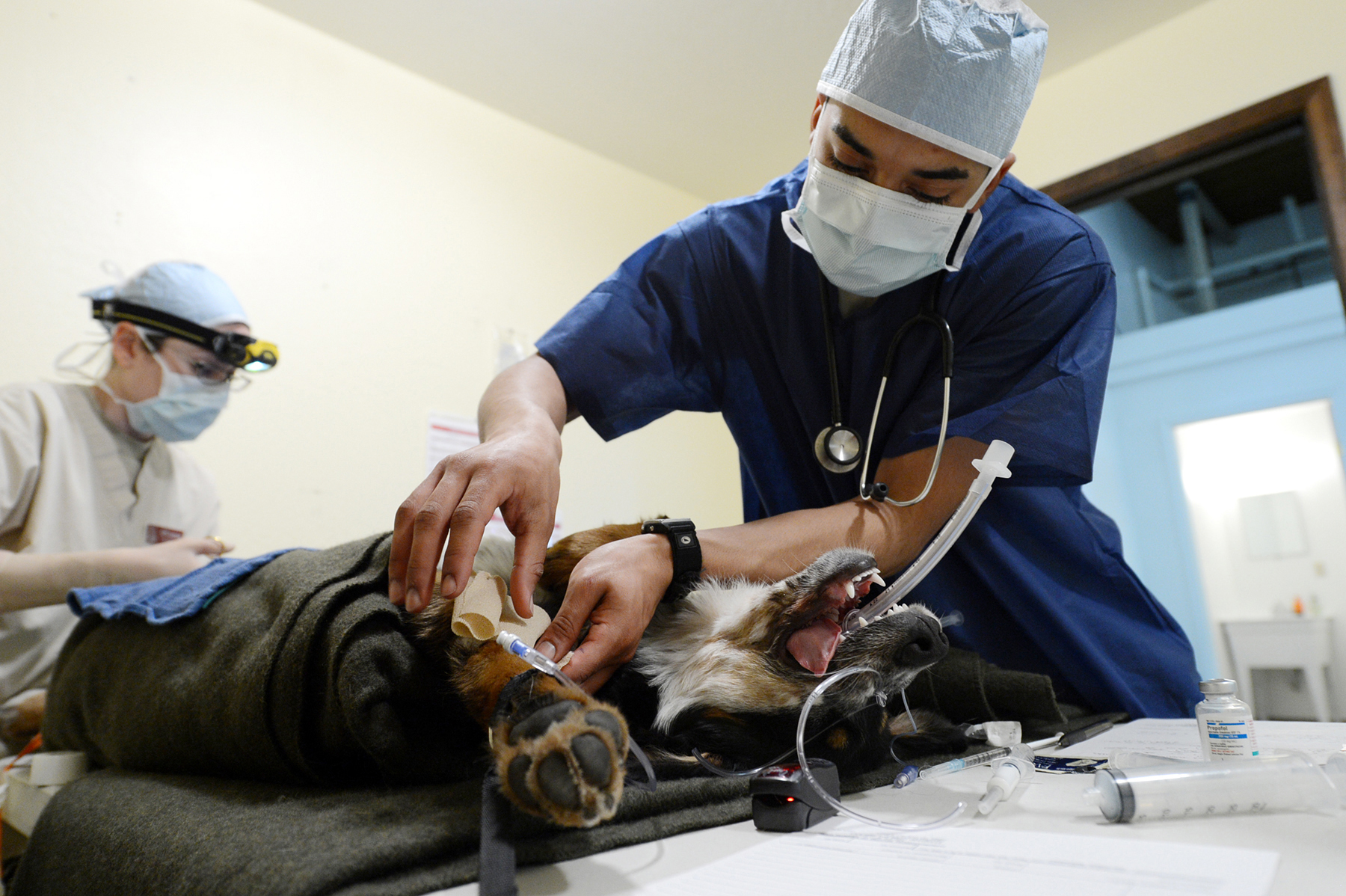 veterinary students perform tasks on a dog that is lying in a bed