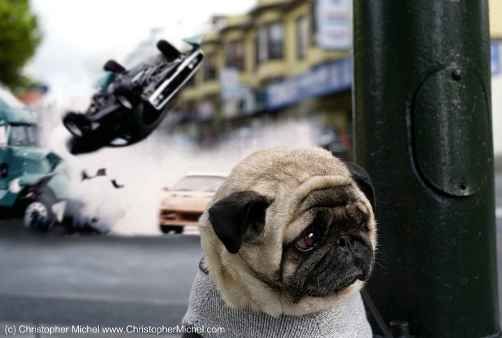 a pug sitting on top of a pole next to a motorcycle