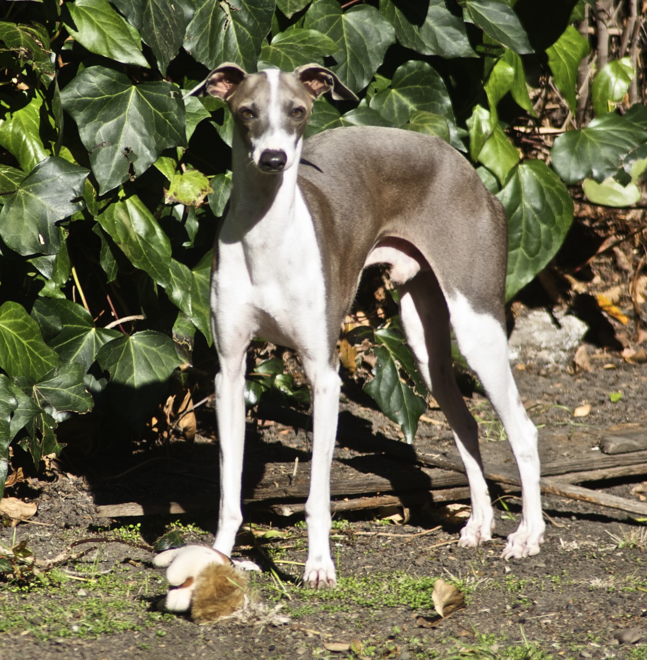 a grey and white dog standing by plants and rocks