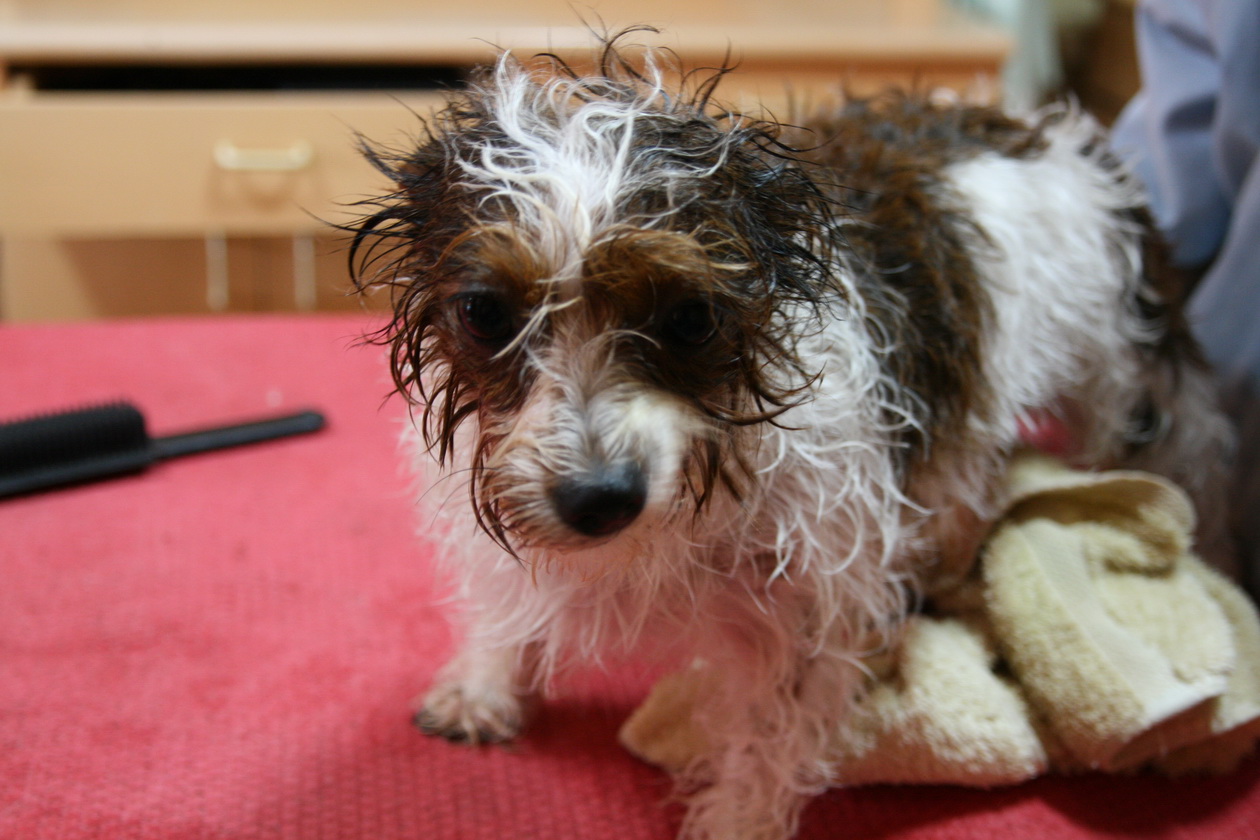 a wet dog sitting on the bed with its hair dry