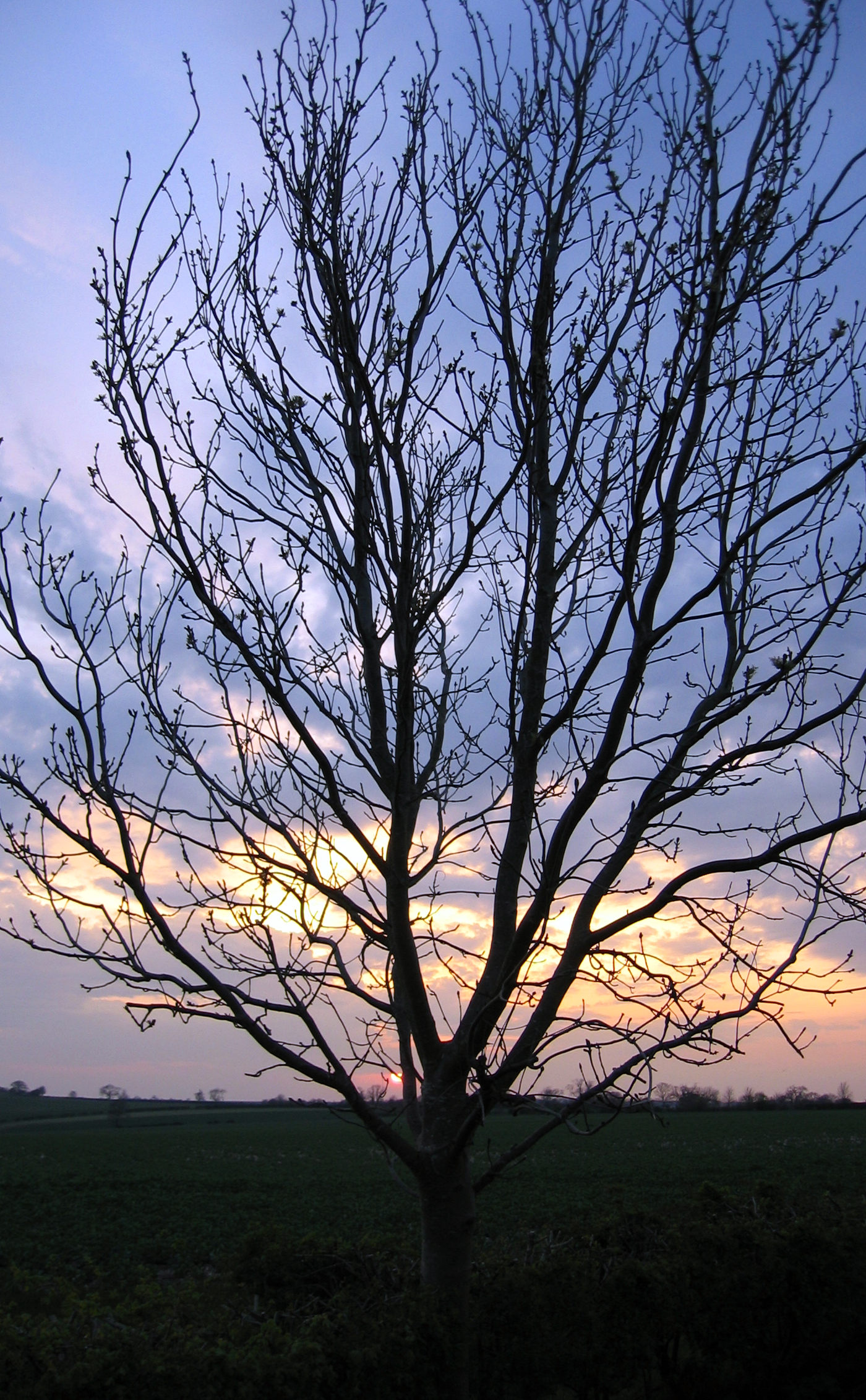 a large tree in front of a cloudy sky