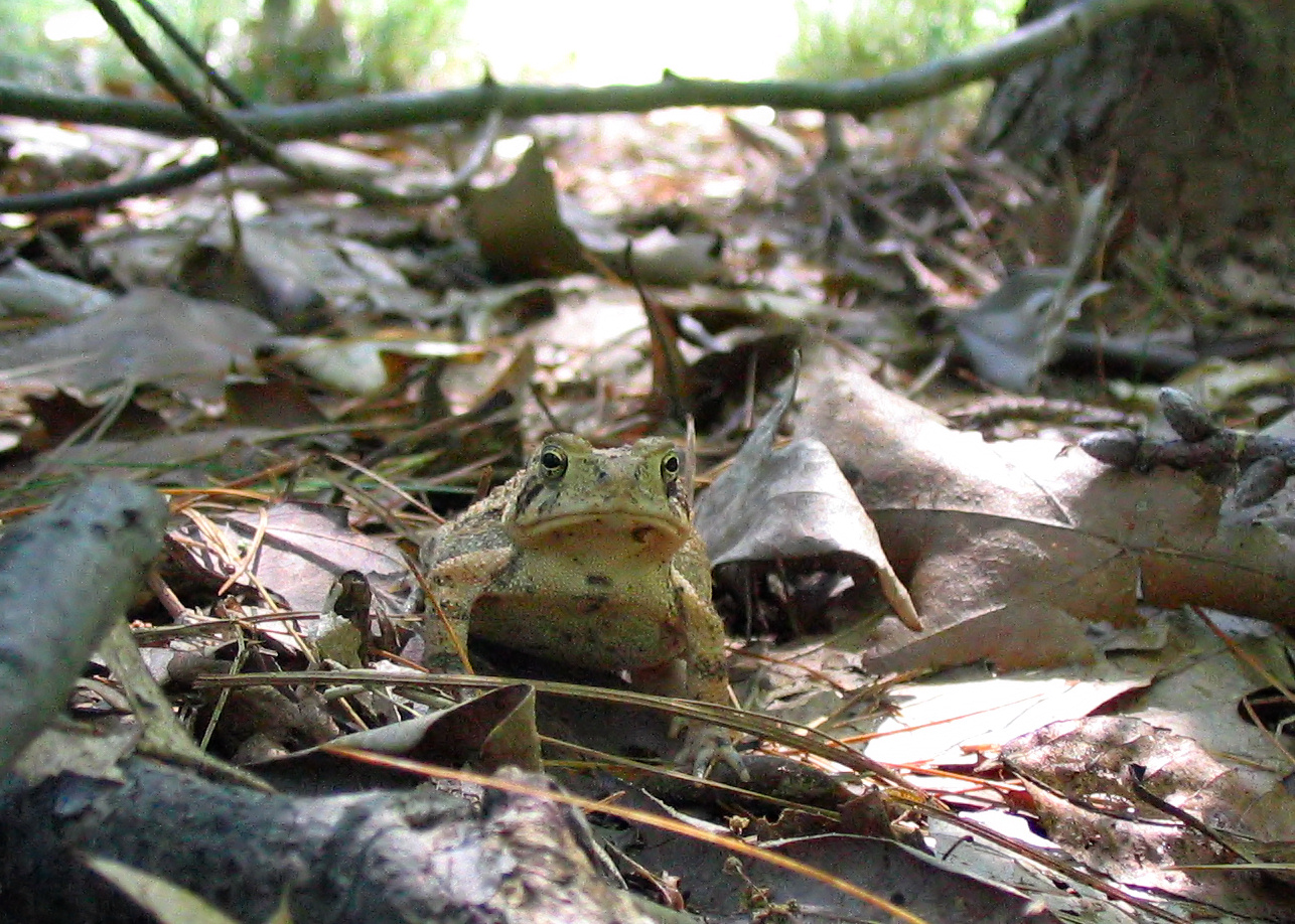 a frog looking around on a leaf - strewn ground