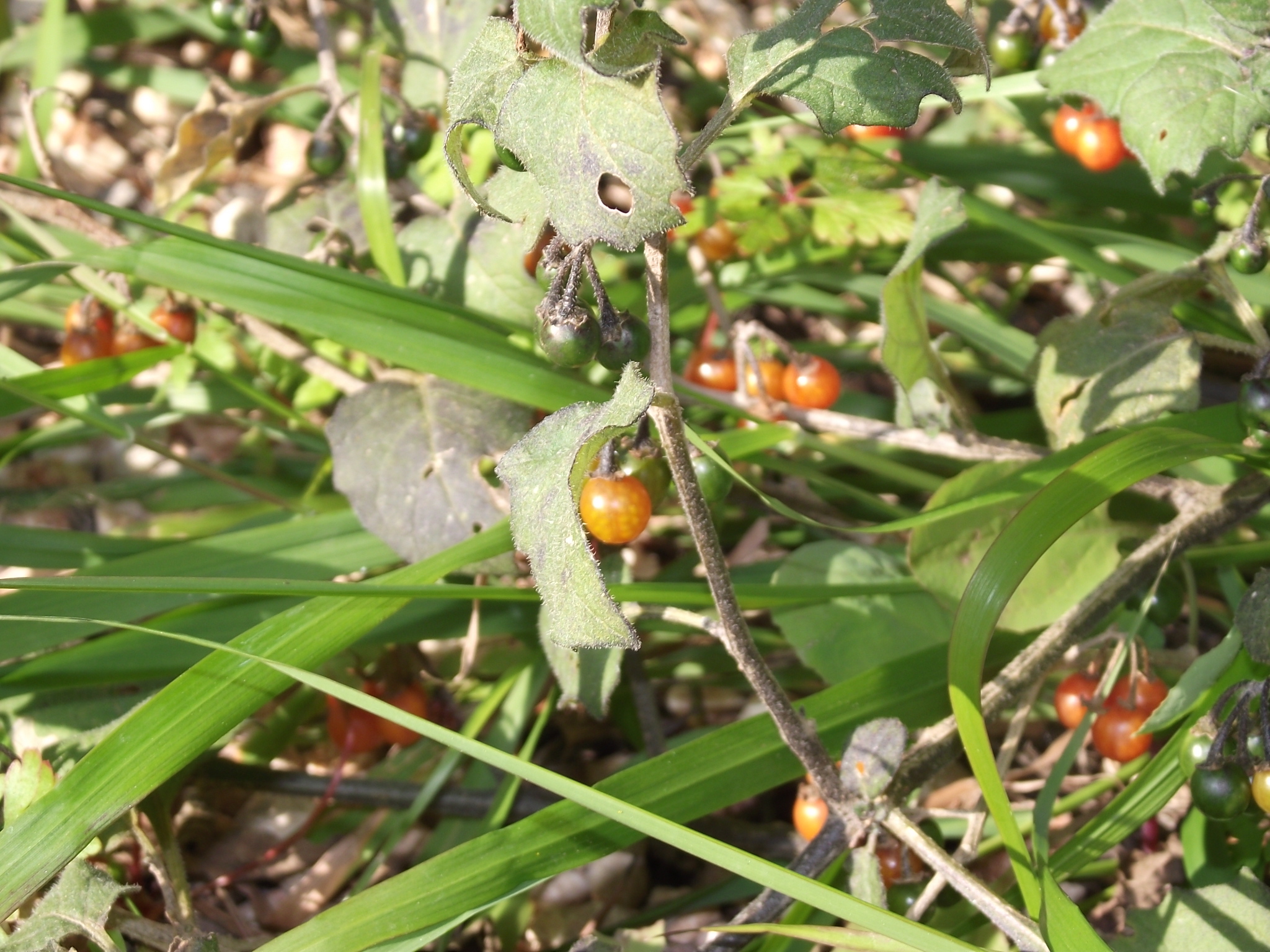 small red berries hanging from a green stem