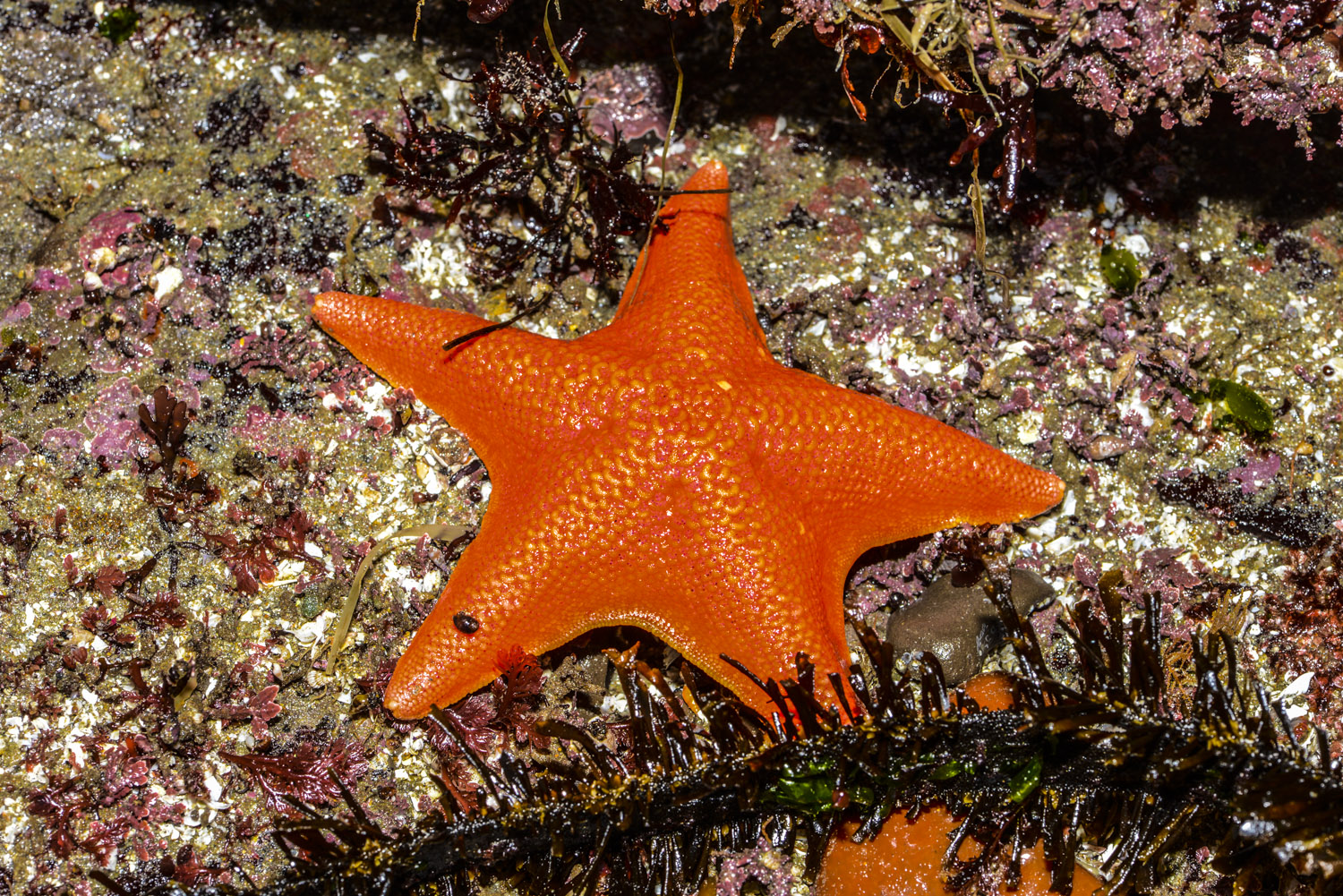 a starfish in its coral habitat with algae and sponges