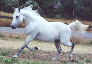 white horse running on the dirt in an open field