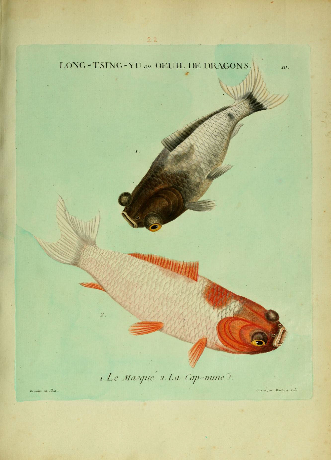 the illustration shows three different types of fish, one white and one brown