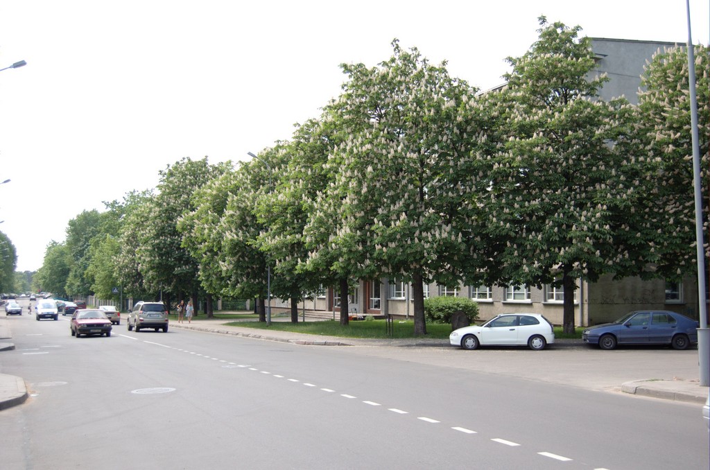a row of trees on the side of a street